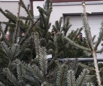 Weihnachtsbaumverkauf